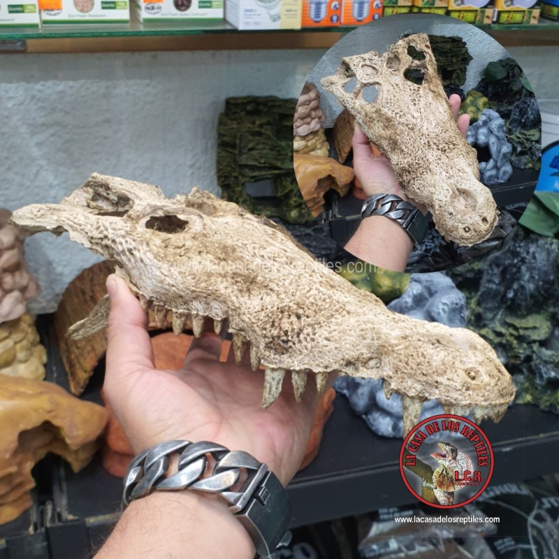 Cráneo cocodrilo