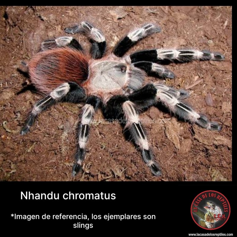 Nhandu chromatus