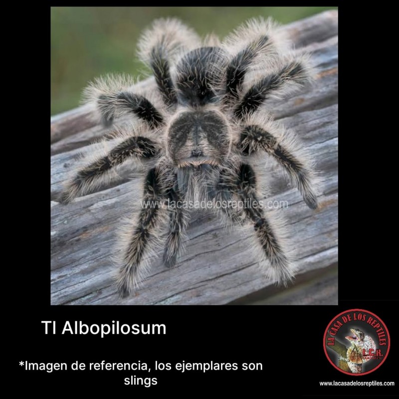 TI Albopilosum